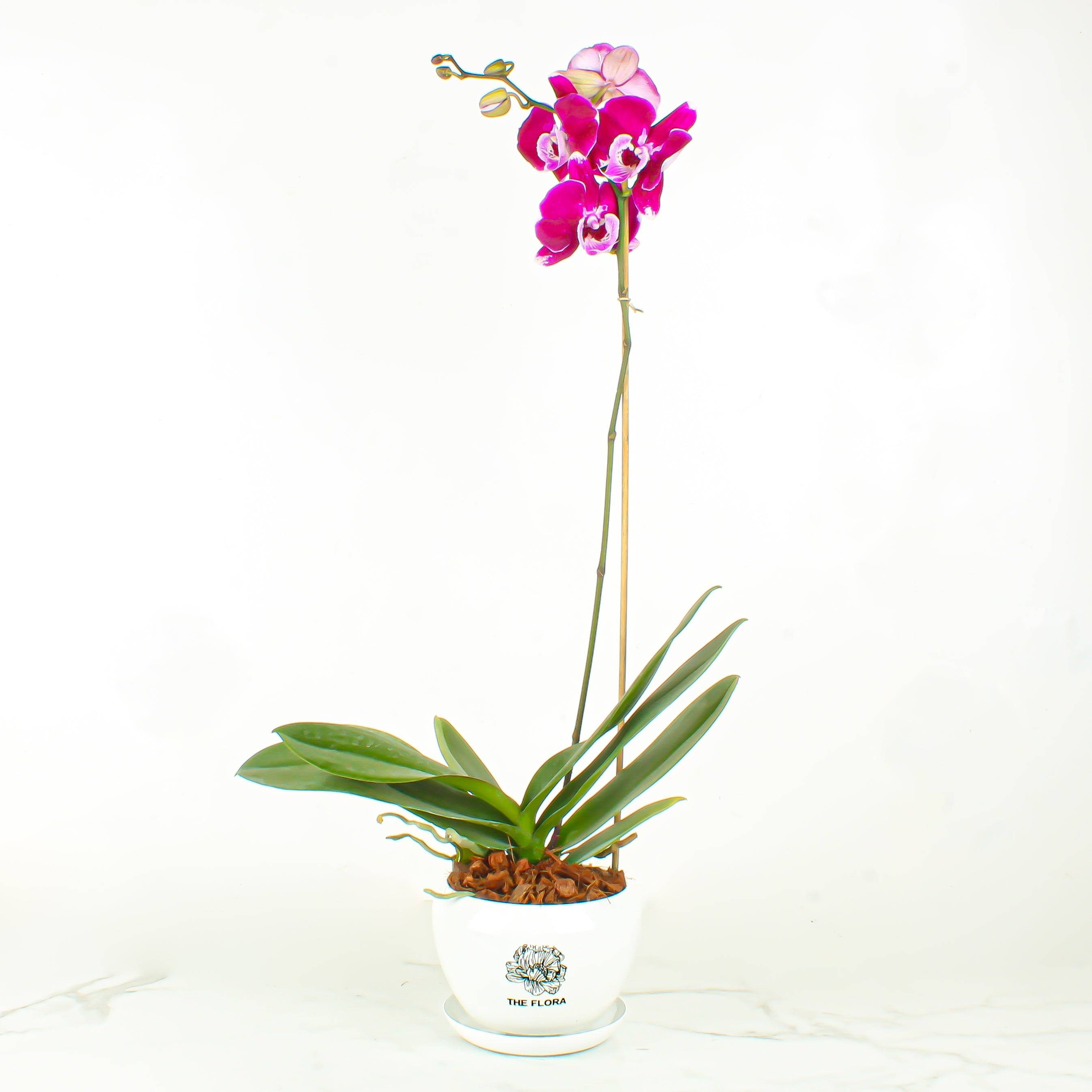 THE FLORA "Hot Chilli" Pot Buy at ₹1500