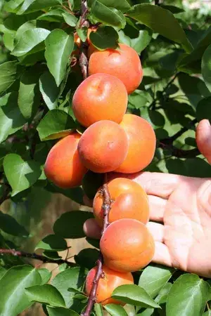 Delicious Apricot Healthy Fruit Plant & Tree (1.5-3.5 Ft Height) Pack Of 1 Buy @ ₹699