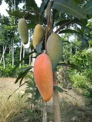 Delicious Banana Mango Hybrid Fruit Plant & Tree (1.5-3.5 Ft Height) For Home Garden, Well Watered Mango Plant (Pack Of 1) Buy @ ₹549