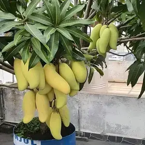 Delicious Banana Mango Hybrid Fruit Plant & Tree (1.5-3.5 Ft Height) For Home Garden, Well Watered Mango Plant (Pack Of 1) Buy @ ₹549