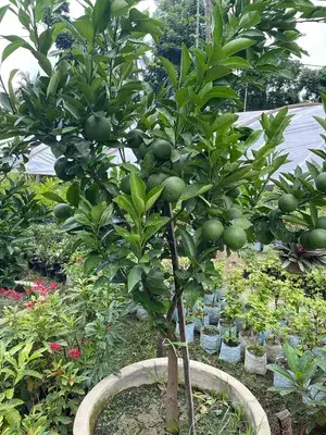 Delicious Kinnow/Kinu Orange Live Fruit Plant & Tree (1.5-3.5 Ft Hight) For Home Garden Kinnow Orange Hybrid Fruit Plant (Pack Of 1) Buy @ ₹549