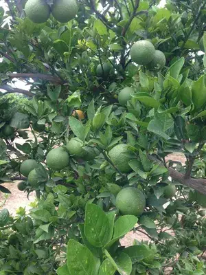 Delicious Kinnow/Kinu Orange Live Fruit Plant & Tree (1.5-3.5 Ft Hight) For Home Garden Kinnow Orange Hybrid Fruit Plant (Pack Of 1) Buy @ ₹549