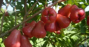 Delicious Red Java Apple/Jambul Ready To Fruit Plant & Tree For Garden, Pack Of 1 Buy @ ₹499