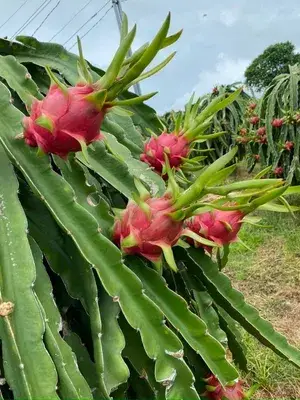 Delicious & Healthy Dragon Fruit Plant & Tree (1.5-3.5 Ft Height) For Gardening, Pack Of 1 Buy @ ₹479