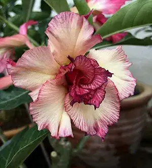 Desert Rose Variety Grafted Adenium Flower Live Plant For Home Gardening (Hybrid, Pack Of 1) Buy @ ₹499