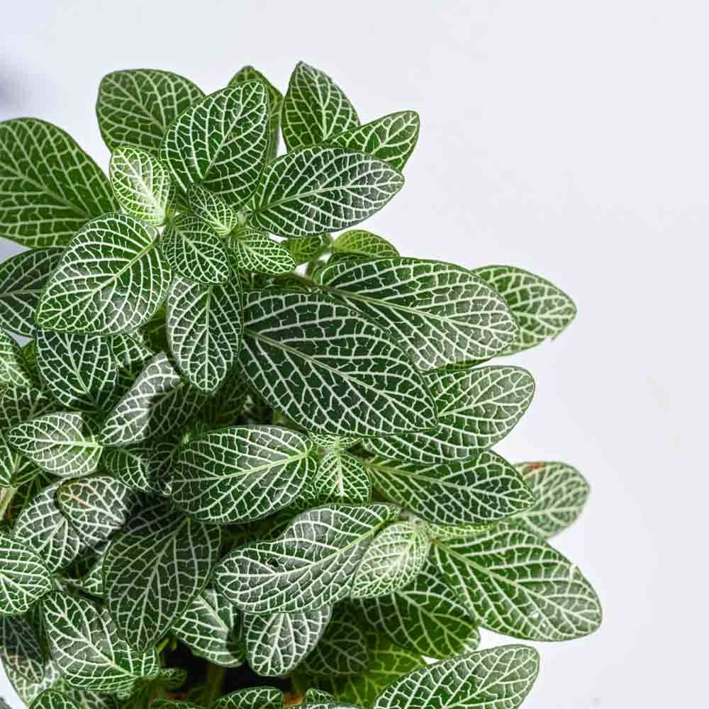 Big Leaf Fittonia Plant