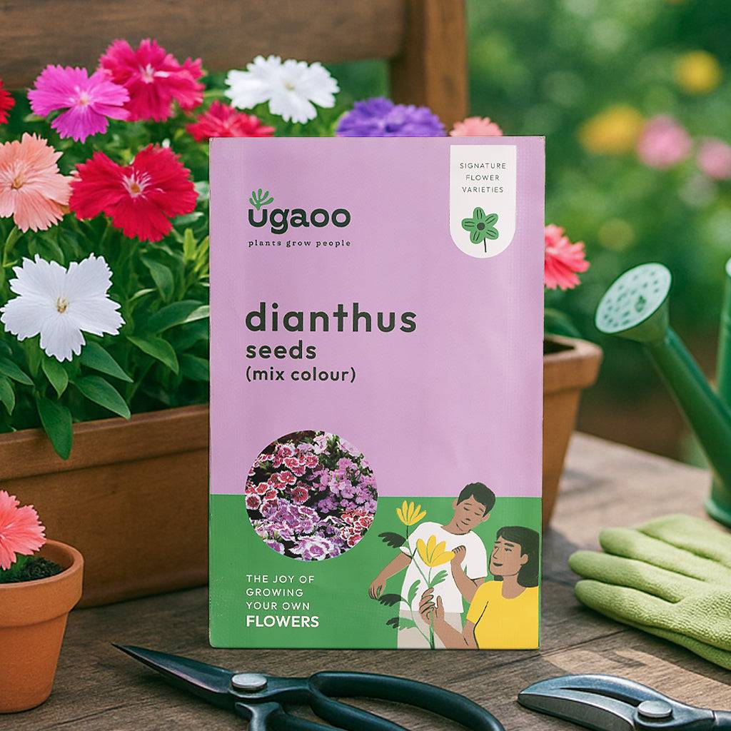 Dianthus Mix Seeds