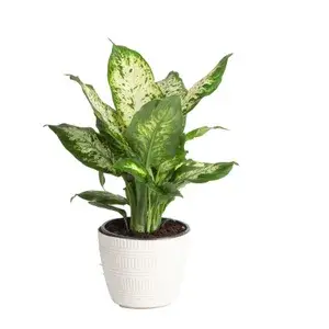 Dieffenbachia Iconic Leaves Best House Plant For Your Office/Home/Garden Decor (Air Purifying, Pack Of 1) Buy @ ₹499