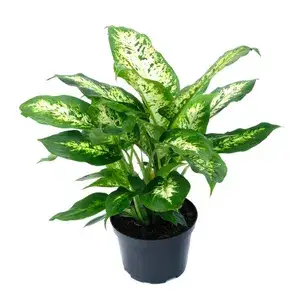 Dieffenbachia Iconic Leaves Best House Plant For Your Office/Home/Garden Decor (Air Purifying, Pack Of 1) Buy @ ₹499