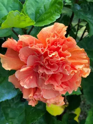 Double Orange Hibiscus | Hibiscus, Orange hibiscus, Flowers Plant Buy @ ₹499