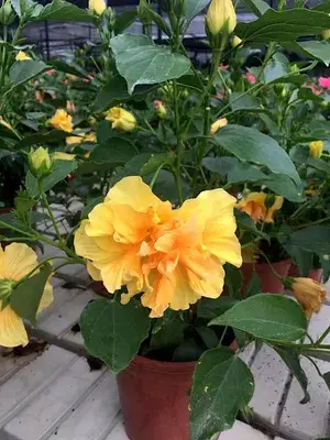 Double Patel Yellow Hibiscus Live Flower Plant & Tree For Sweet Home Gardening (Hybrid, Pack Of 1) Buy @ ₹499