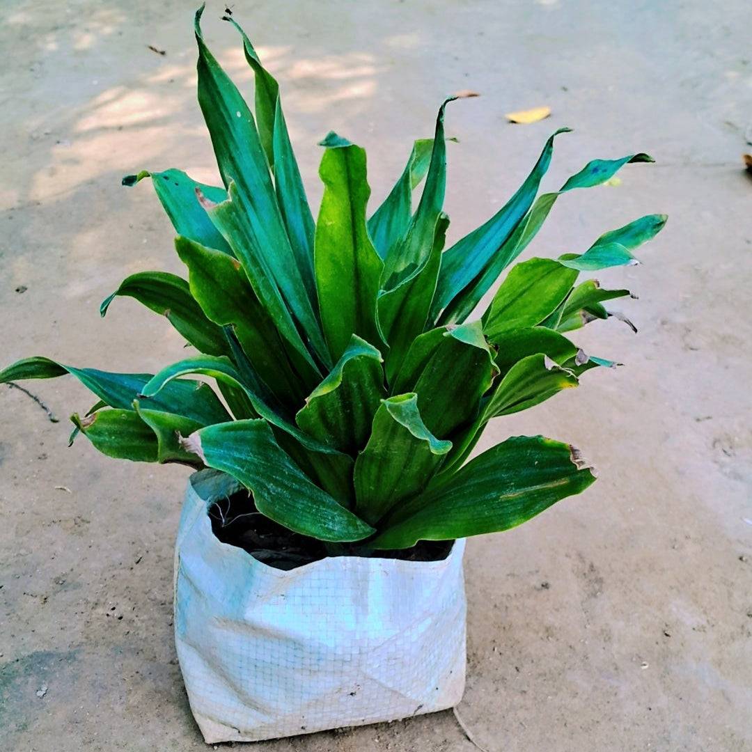 Dracaena Compacta indoor plant in 6 inch nursery bag