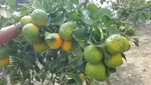 Nagpur Orange (Grafted) - Fruit Plants & Tree (1.5-2.5 Ft Size) Hybrid Healthy Plant And Tree Buy @ ₹499