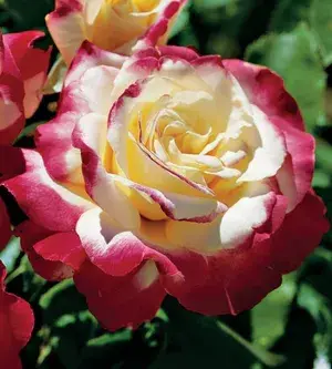 Dutch Double Patel Rose Flower 1.5-3.5 Ft Live Plant (Pack Of 1) Buy @ ₹499