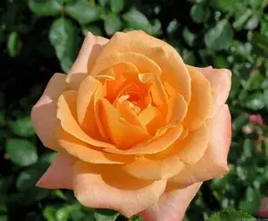 Dutch Rose 1.5-3.5 Ft Live Flower Plant (Pack Of 1) Buy @ ₹499