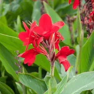Dwarf Red Cannas Live? Flowering Plant (Pack Of 1) Buy @ ₹499