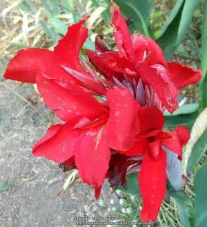Dwarf Red Cannas Live? Flowering Plant (Pack Of 1) Buy @ ₹499