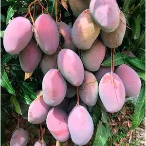 Dwarf Varieties Osteen Mango Fruit Live Plant (Pack Of 1) Buy @ ₹699