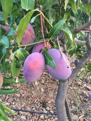 Dwarf Varieties Osteen Mango Fruit Live Plant (Pack Of 1) Buy @ ₹699