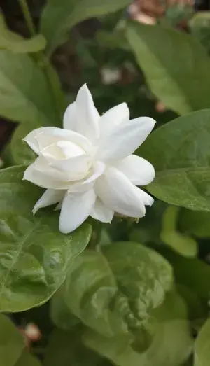 Easy To Care Beli Ful/Jasmine Flowering Live Plant & Tree (1.5-3.5 Ft Height) For Garden, Pack Of 1 Buy @ ₹479