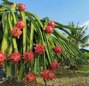 Easy To Care Hybrid Dragon Fruit Plant & Tree For Garden (Pack Of 1) Buy @ ₹499