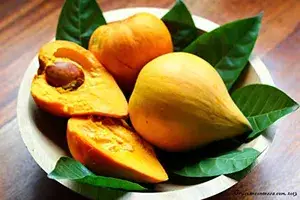 Egg Fruit Plant Rare Exotic Tropical Canistel Pouteria Campechiana Yellow Sapote Trees Garden Plant(1 Healthy Live Plant) Buy @ ₹849