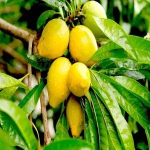 Egg Fruit Plant Rare Exotic Tropical Canistel Pouteria Campechiana Yellow Sapote Trees Garden Plant(1 Healthy Live Plant) Buy @ ₹849
