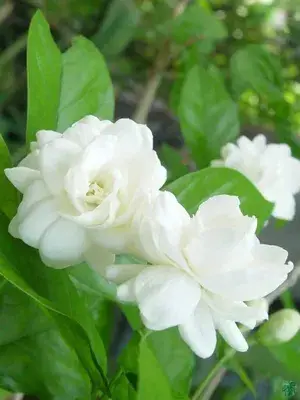 Elegant & Delightful Scent Jasmine/Mogra/Beli Flower Plant For Home Gardening, Well Watered Jasmine Plant (Pack Of 1) Buy @ ₹449