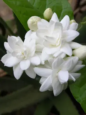 Elegant & Delightful Scent Jasmine/Mogra/Beli Flower Plant For Home Gardening, Well Watered Jasmine Plant (Pack Of 1) Buy @ ₹449