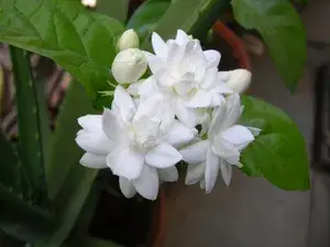 Elegant & Delightful Scent Jasmine/Mogra/Beli Flower Plant For Home Gardening, Well Watered Jasmine Plant (Pack Of 1) Buy @ ₹449