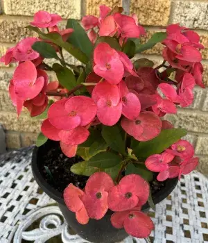 Euphorbia-Red Flowering Plant For Home Decoration & Gardening Euphorbia Outdoor/Indoor Plant (Pack Of 1) Buy @ ₹499
