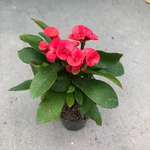 Euphorbia-Red Flowering Plant For Home Decoration & Gardening Euphorbia Outdoor/Indoor Plant (Pack Of 1) Buy @ ₹499