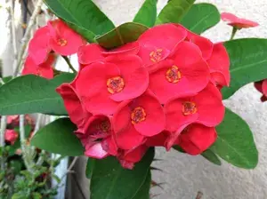 Euphorbia-Red Flowering Plant For Home Decoration & Gardening Euphorbia Outdoor/Indoor Plant (Pack Of 1) Buy @ ₹499