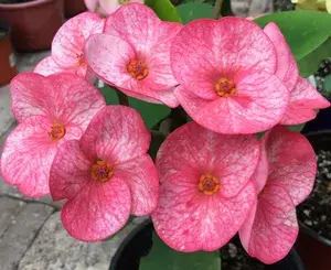 Euphorbia Pink Flowering Plant For Home Gardening Beautiful Euphorbia Indoor/Outdoor Flower Plant (Pack Of 1) Buy @ ₹499