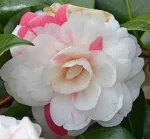 Evergreen April Dawn Camellia Flower Plant & Tree (1.5-3.5 Ft Height) For Shrub/Bush/Home Garden (Hybrid, Pack Of 1) Buy @ ₹499