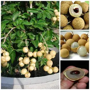Exclusive Dragon eye, Longan, Dimocarpus Longan Grafted fruit plant with growbag Buy @ ₹499