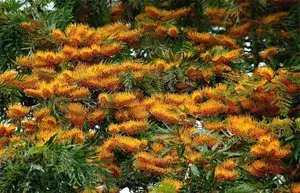 Expensive Australian Silver Oak Tree (1.5-3.5 Ft Height) For Home Garden, Fast Growing Silver Oak Plant (Hybrid, Pack Of 1) Buy @ ₹399