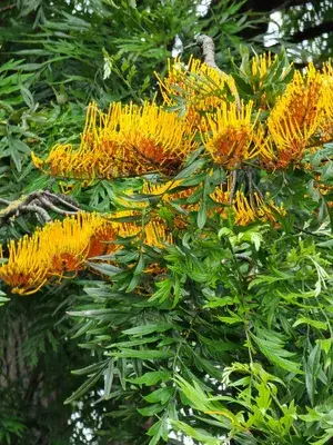 Expensive Australian Silver Oak Tree (1.5-3.5 Ft Height) For Home Garden, Fast Growing Silver Oak Plant (Hybrid, Pack Of 1) Buy @ ₹399