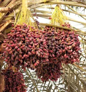 Expensive Barahi Date Palm Plant & Tree For Home Garden (1.5-3.5 Ft Height) Pack Of 1 Buy @ ₹599