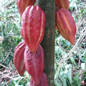 Expensive Cocoa (Chocolate) Live Fruit Plant & Tree For Home Garden, Pack Of 1 Buy @ ₹549
