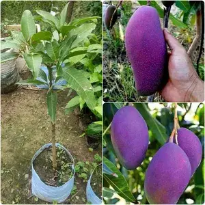 Expensive Purple Miyazaki Mango Live Fruit Plant & Tree (1.5-3.5 Ft Height) For Home Garden Buy @ ₹599