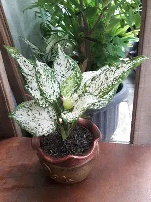 Greenery Nursery® Aglaonema Air Purifier Live Indoor Plant For Your Home/Office/Garden (Pack Of 1) Buy @ ₹499