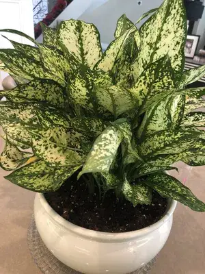 Greenery Nursery® Aglaonema Air Purifier Live Indoor Plant For Your Home/Office/Garden (Pack Of 1) Buy @ ₹499