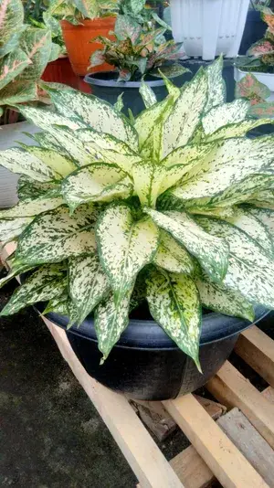 Greenery Nursery® Aglaonema Air Purifier Live Indoor Plant For Your Home/Office/Garden (Pack Of 1) Buy @ ₹499