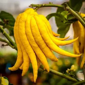 Finger Lemon/Lime Hybrid Fruit Plant (Pack Of 1) Buy @ ₹699