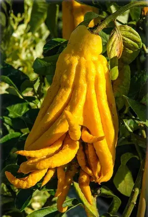 Finger Lemon/Lime Hybrid Fruit Plant (Pack Of 1) Buy @ ₹699