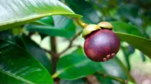 Mangosteen Fruit Plant Buy @ ₹549