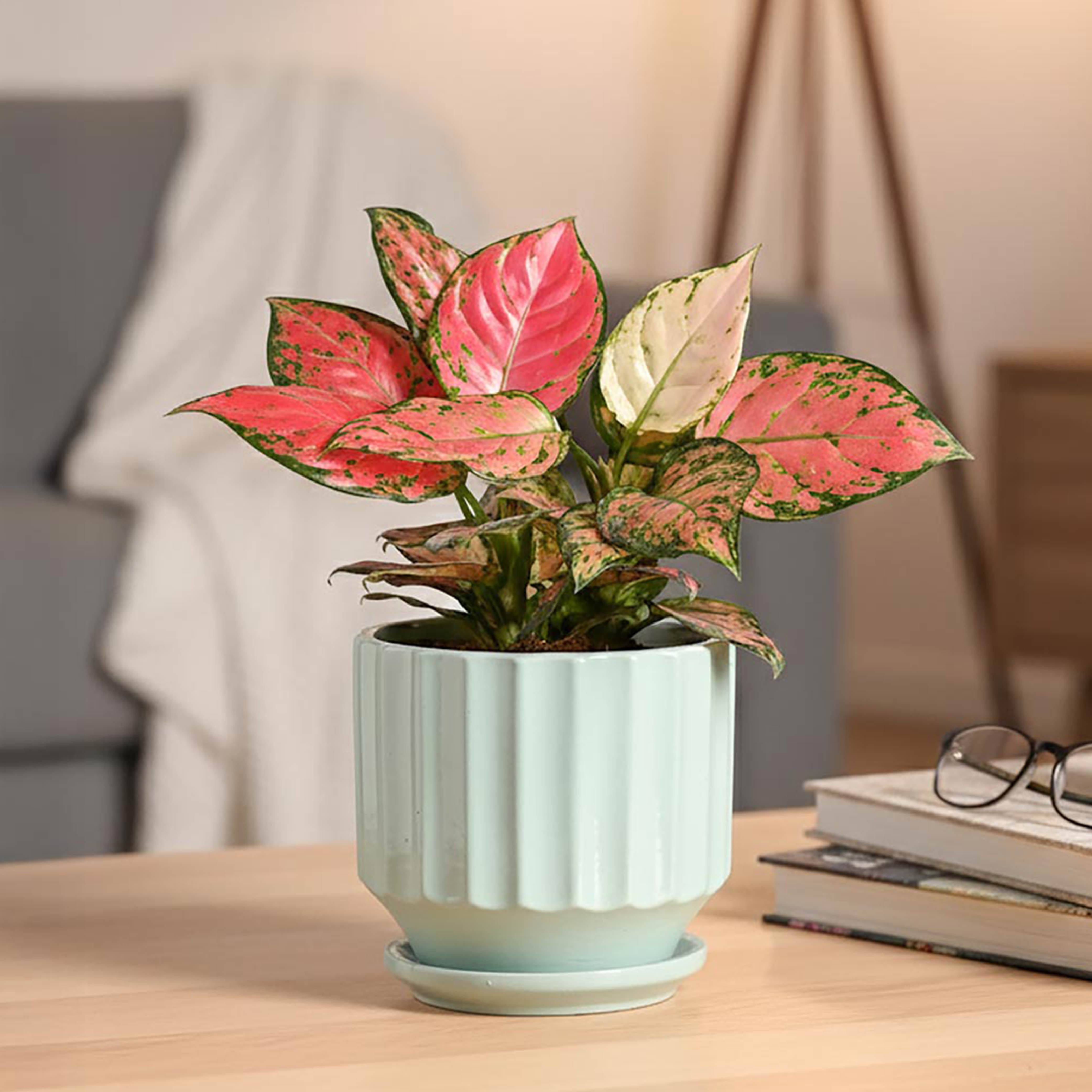 Frosted Ceramic Pot