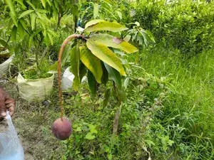 Original Unique Japanese Miyazaki Mango(Grafted ) Live Plant Imported Limited Stock (Hybrid, Pack of 1) Buy @ ₹549