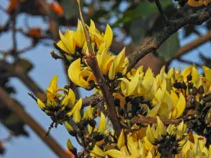 GREENERY NURSERY Rare Exotic Dwarf Yellow Palash/Butea Very Rare Flowering Tree Plant Buy @ ₹749